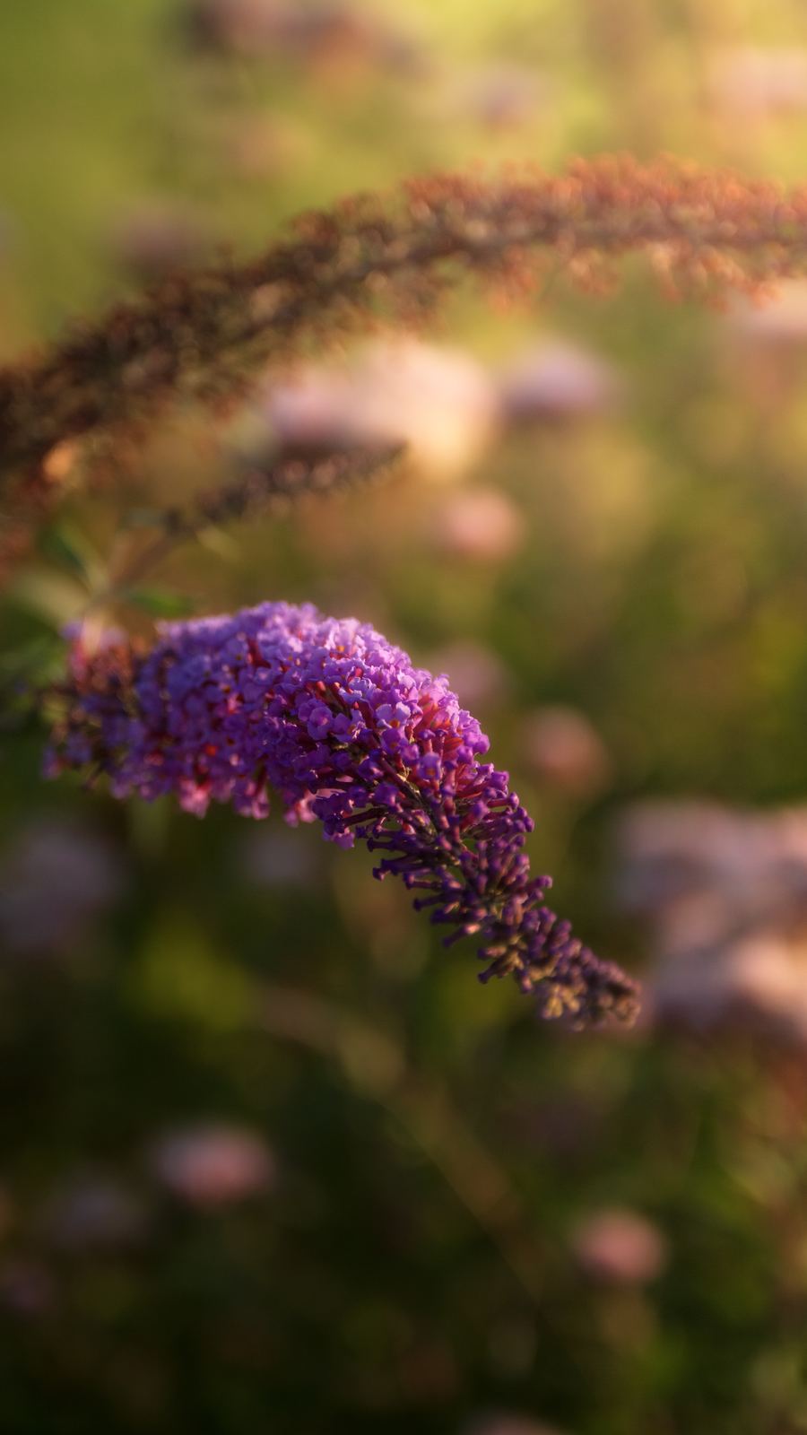Fleur violette en gros plan