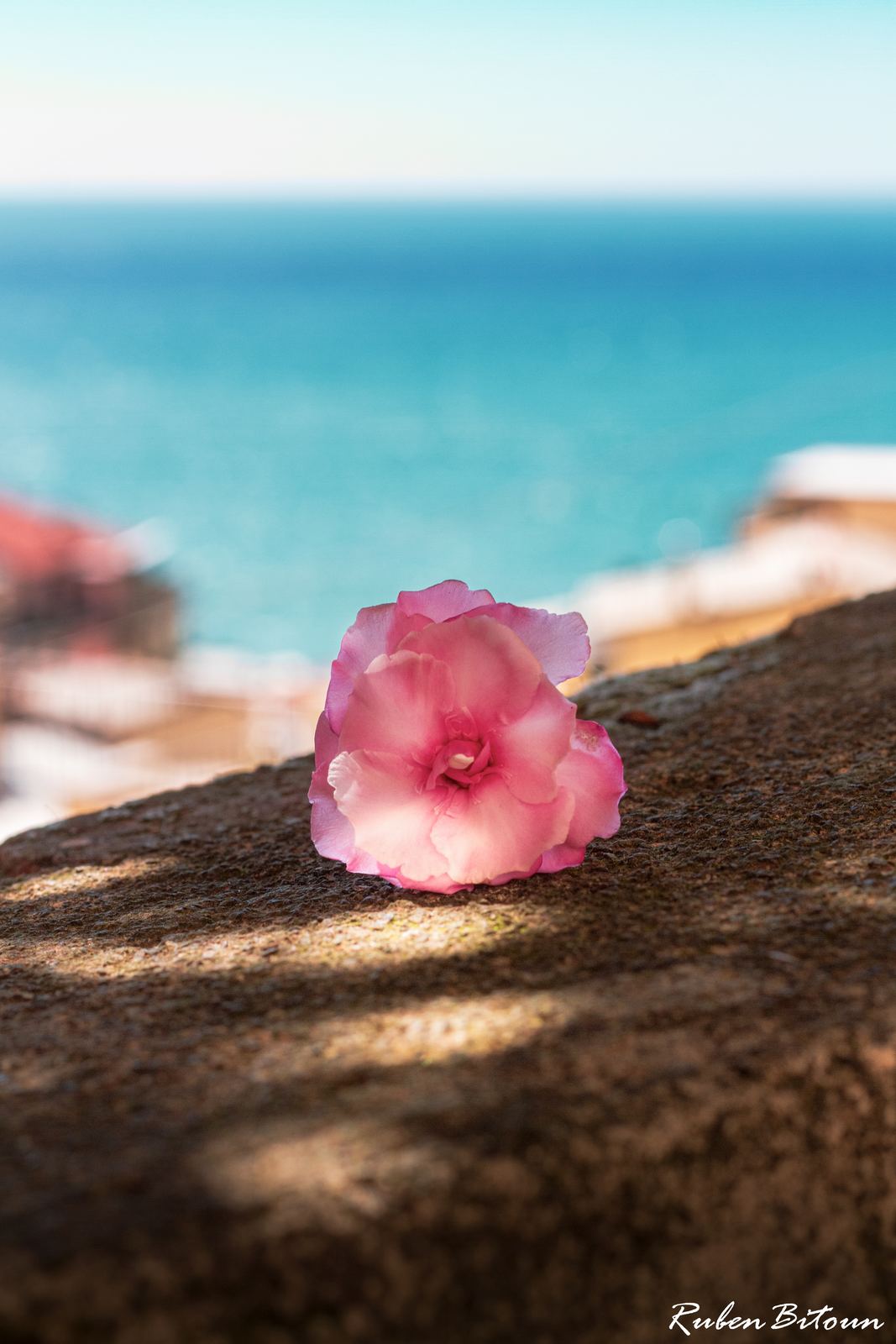 Fleur rose face à la mer
